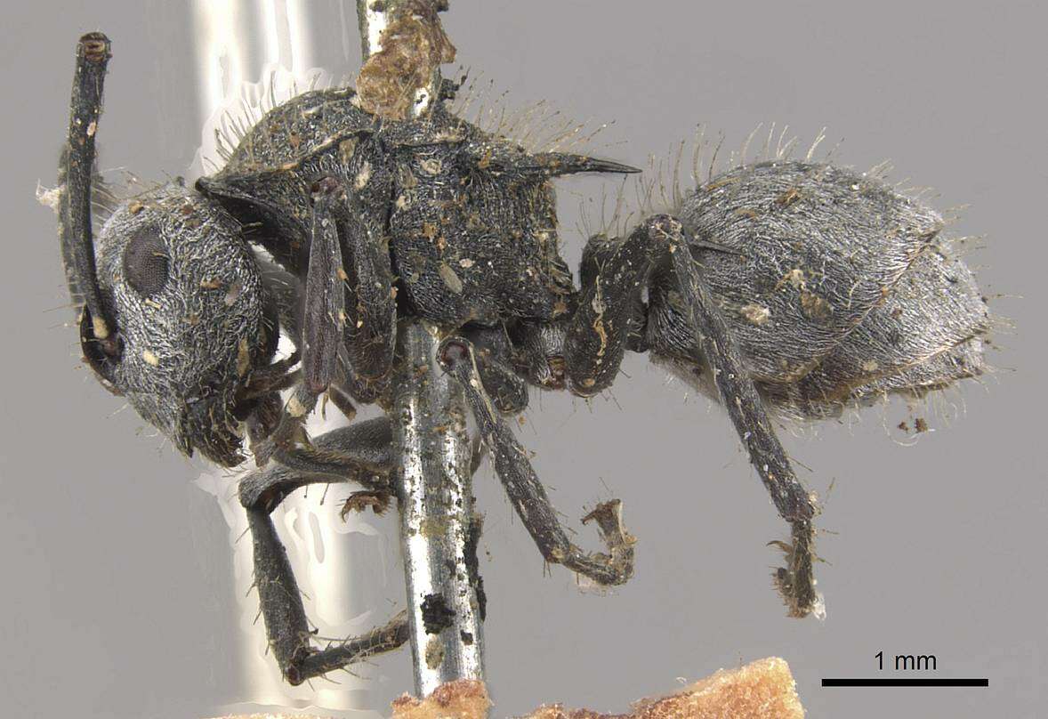 Image of Polyrhachis gab Forel 1879