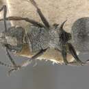 Image of Polyrhachis rowlandi Forel 1910