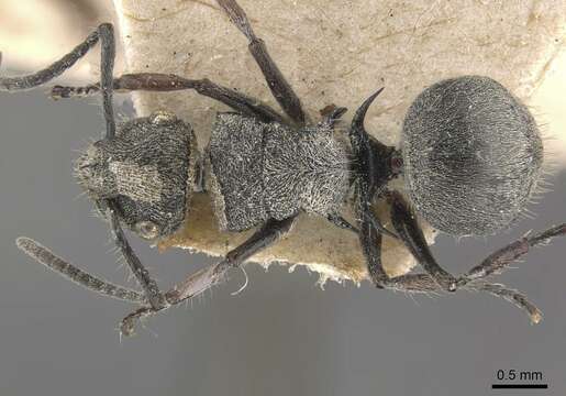 Image of Polyrhachis rowlandi Forel 1910