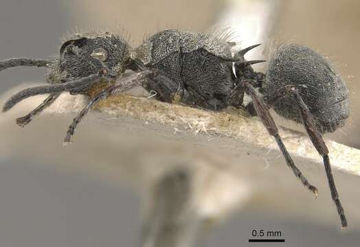 Image of Polyrhachis rowlandi Forel 1910