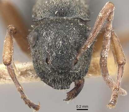 Image of Polyrhachis cyrus Forel 1901