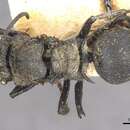 Image of Polyrhachis bedoti Forel 1902