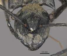 Image of Polyrhachis caulomma Viehmeyer 1914