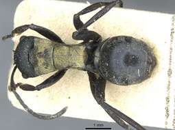 Image of Polyrhachis ornata Mayr 1876