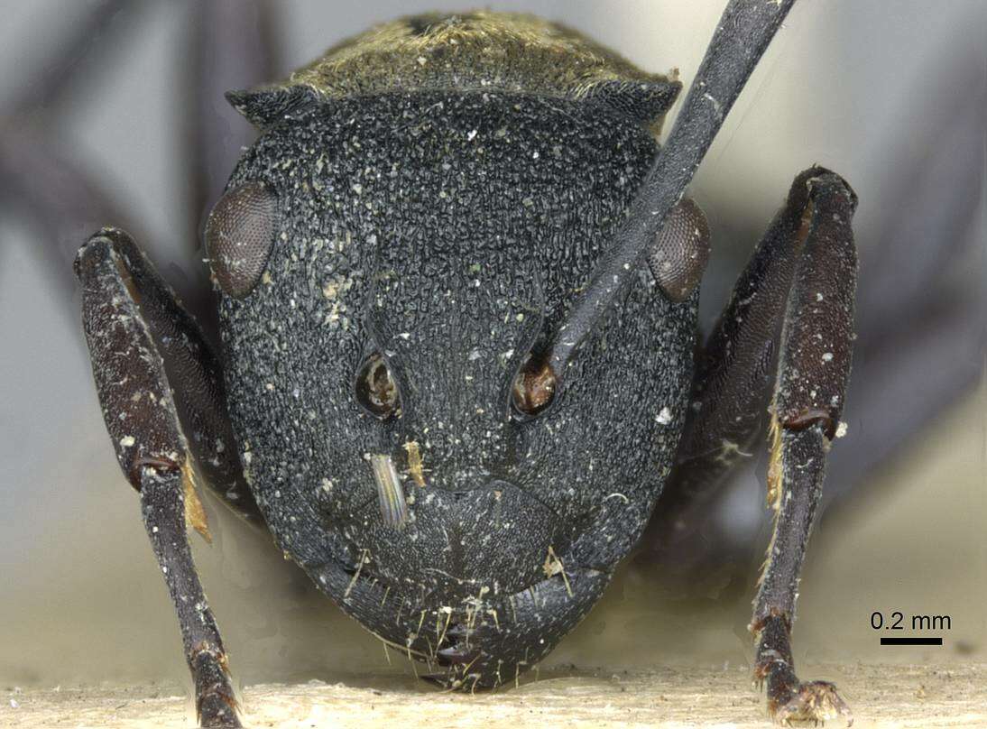 Image of Polyrhachis ornata Mayr 1876