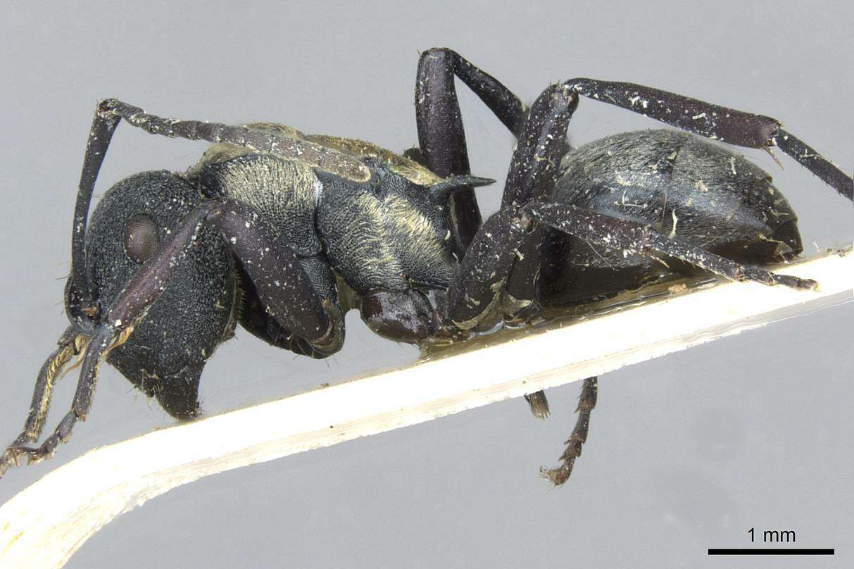 Image of Polyrhachis ornata Mayr 1876