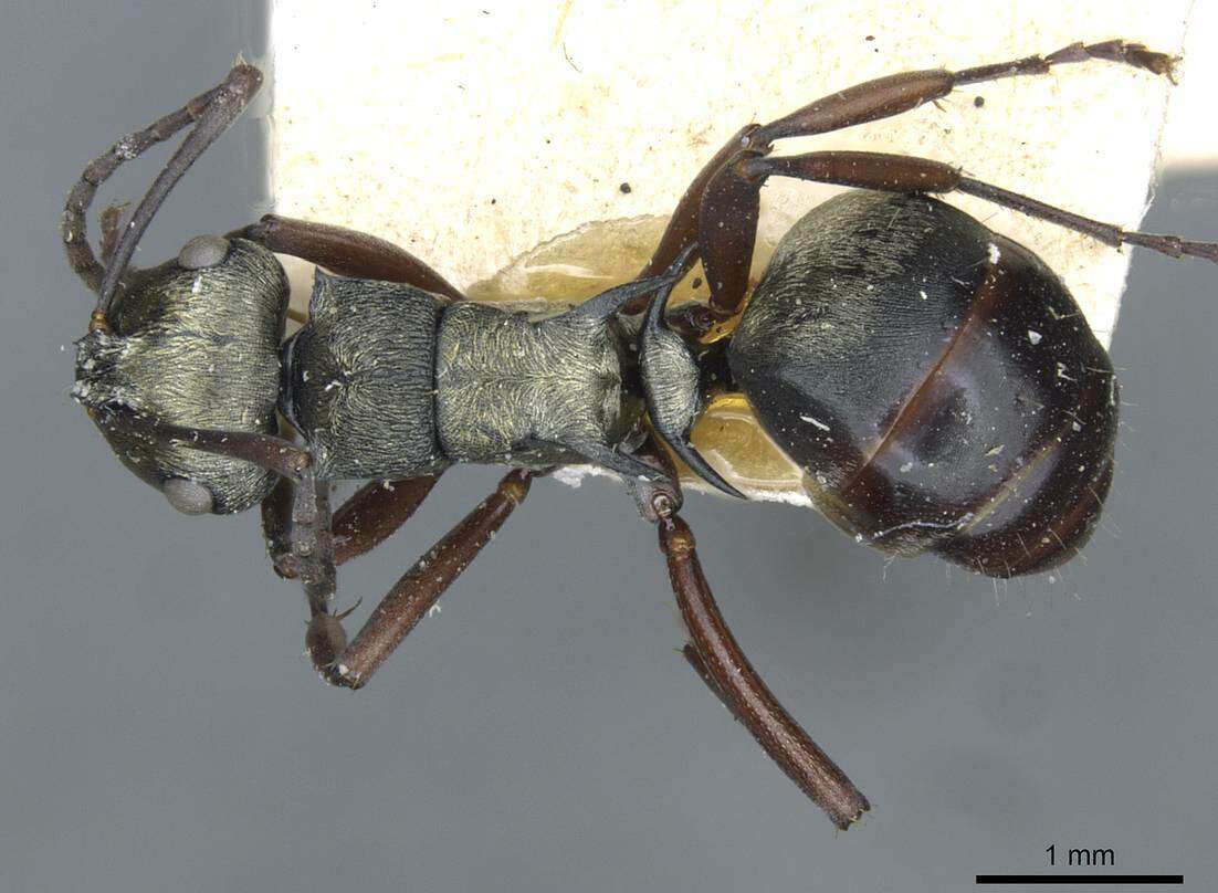 Image de Polyrhachis cleopatra Forel 1902