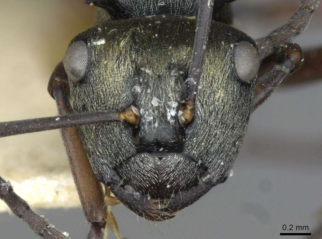 Image de Polyrhachis cleopatra Forel 1902