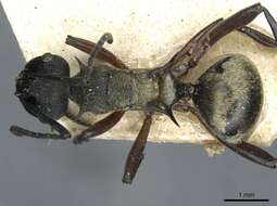 صورة Polyrhachis rufifemur Forel 1907