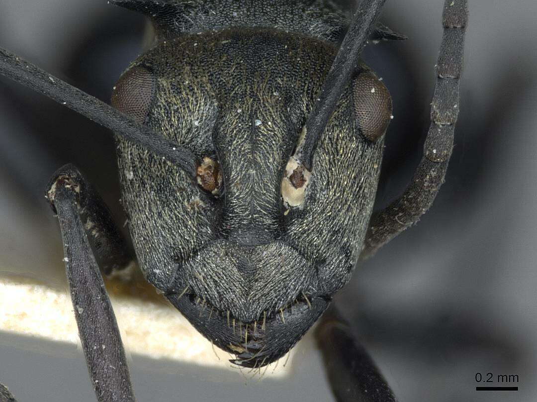 Image of Polyrhachis turneri Forel 1895