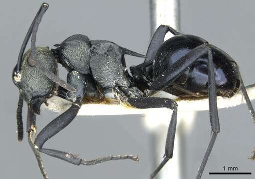 Image de Polyrhachis turneri Forel 1895