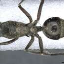 Image de Polyrhachis tschu Forel 1879