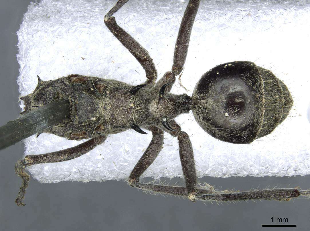 Image of Polyrhachis tschu Forel 1879