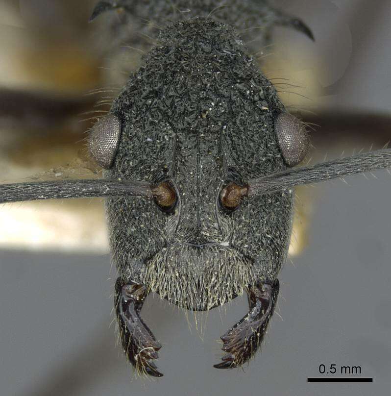Image of Polyrhachis calypso Forel 1911