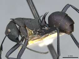 Image of Polyrhachis hector Smith 1857