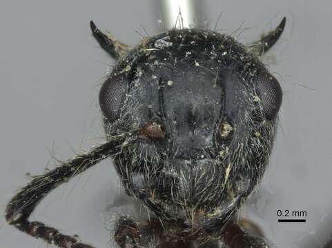 صورة Polyrhachis furcata Smith 1858