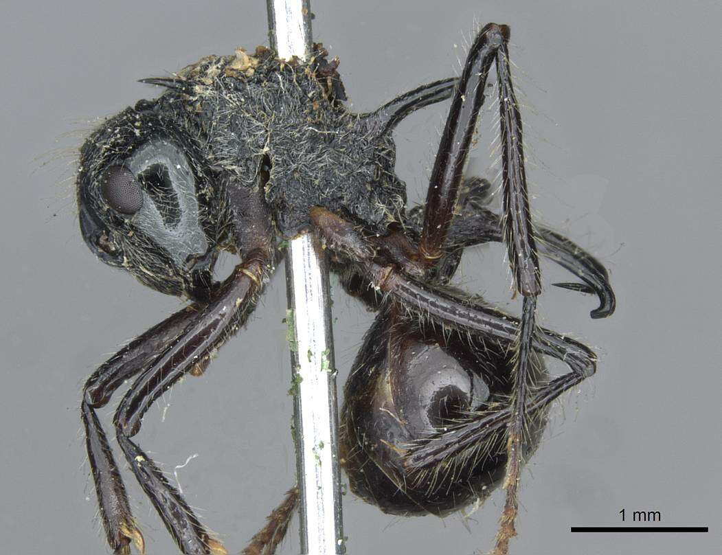 Image of Polyrhachis furcata Smith 1858