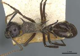 Image of Polyrhachis furcata Smith 1858