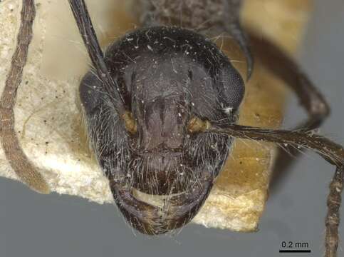 صورة Polyrhachis furcata Smith 1858