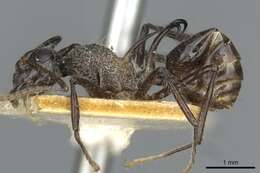 Image of Polyrhachis furcata Smith 1858