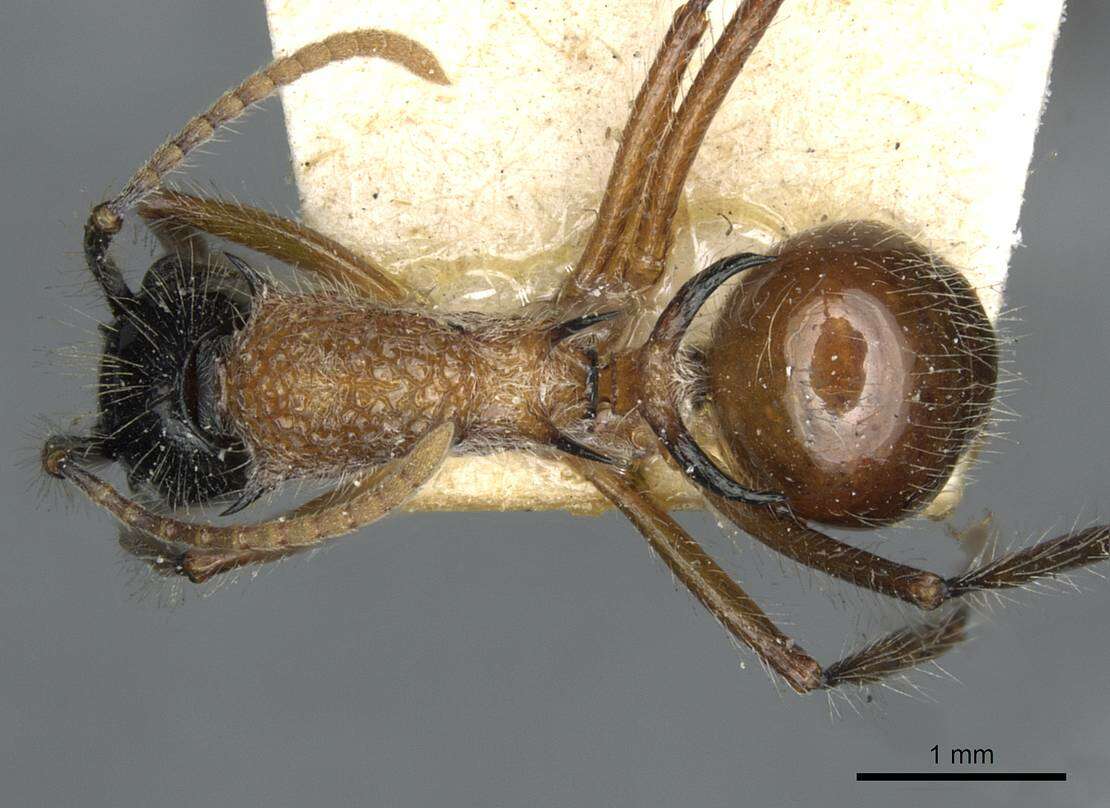 Imagem de Polyrhachis gracilior Forel 1893