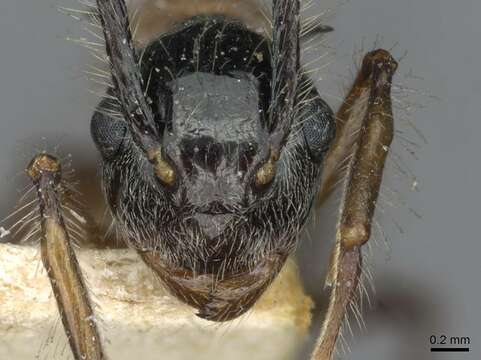 Imagem de Polyrhachis gracilior Forel 1893