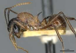 Imagem de Polyrhachis gracilior Forel 1893