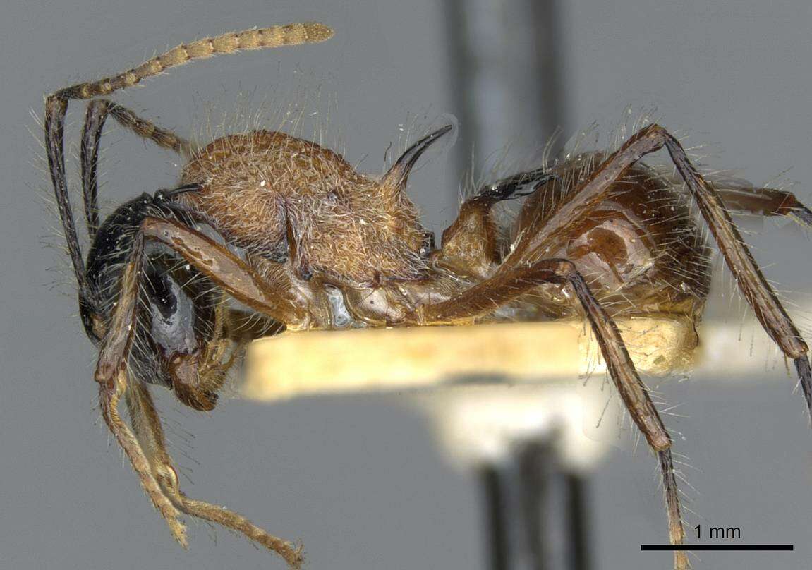 Imagem de Polyrhachis gracilior Forel 1893