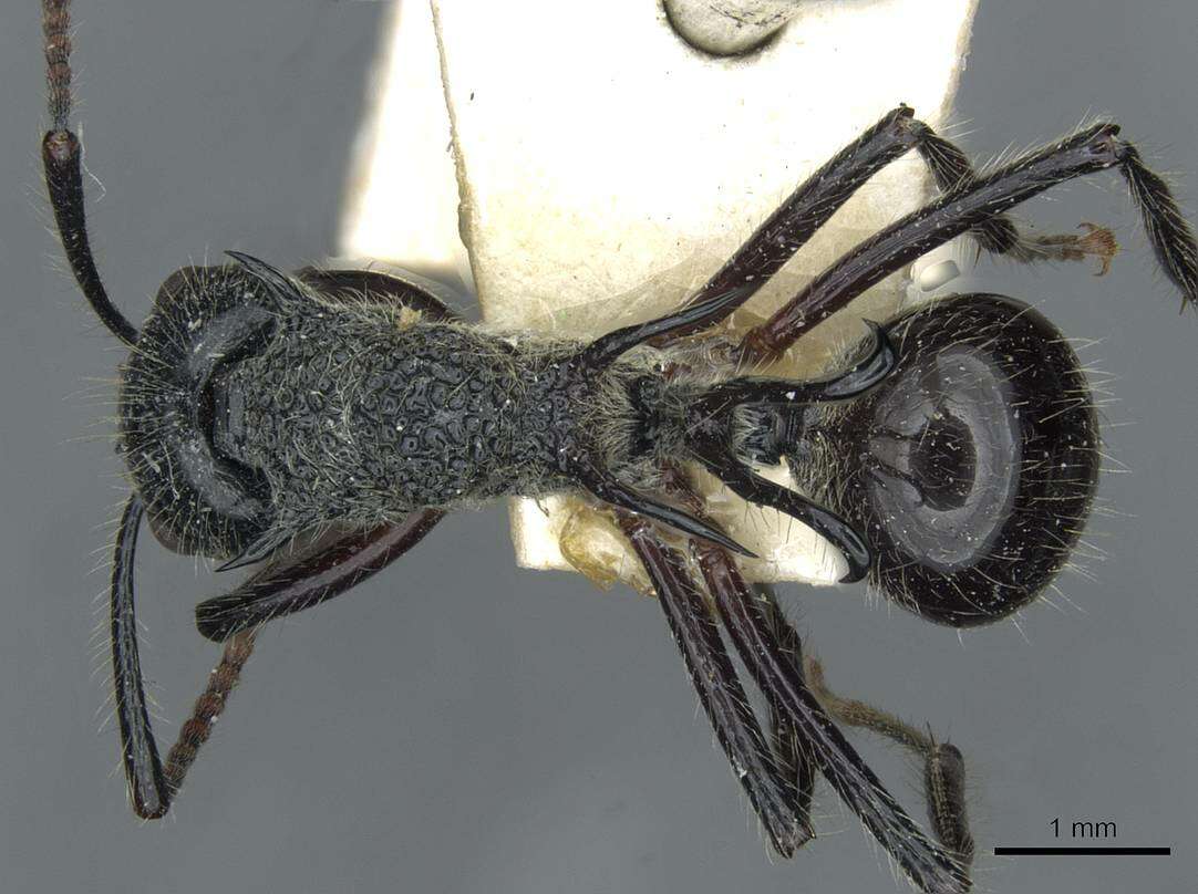 Image of Polyrhachis furcata Smith 1858