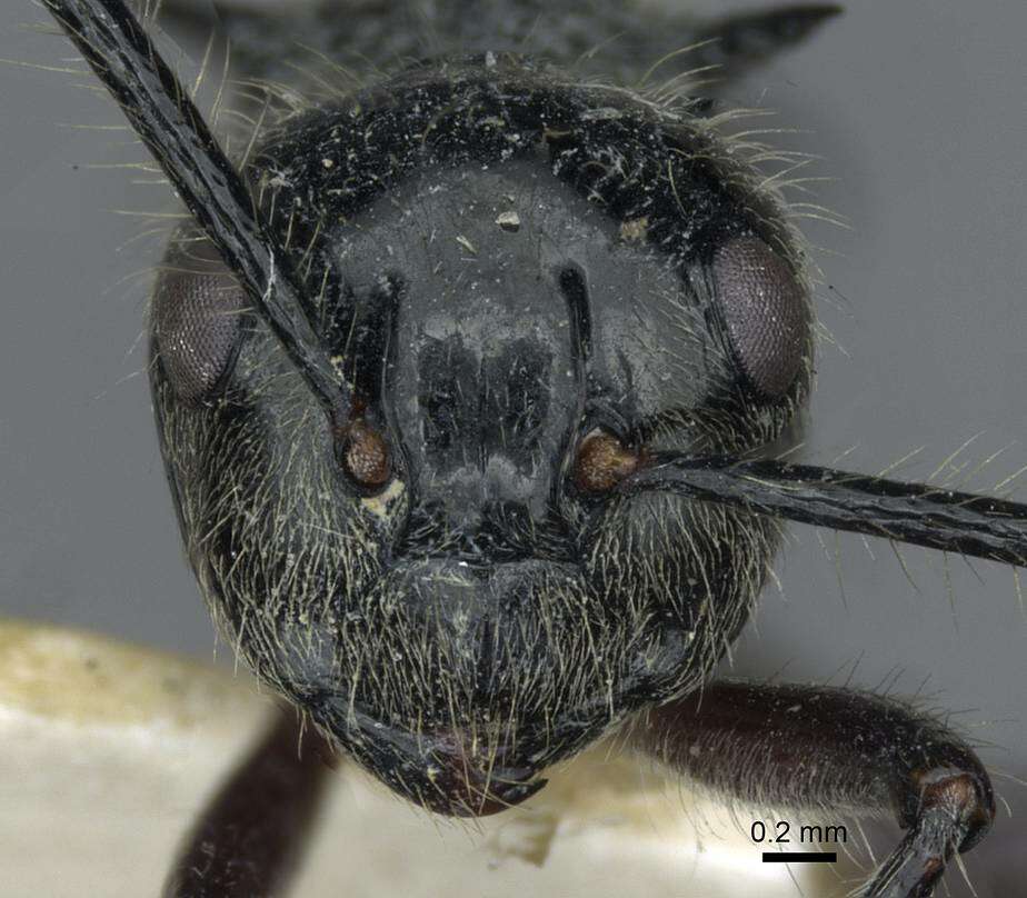 Image of Polyrhachis furcata Smith 1858