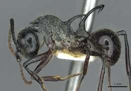 Image of Polyrhachis furcata Smith 1858