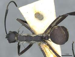 Image of Polyrhachis muelleri Forel 1893