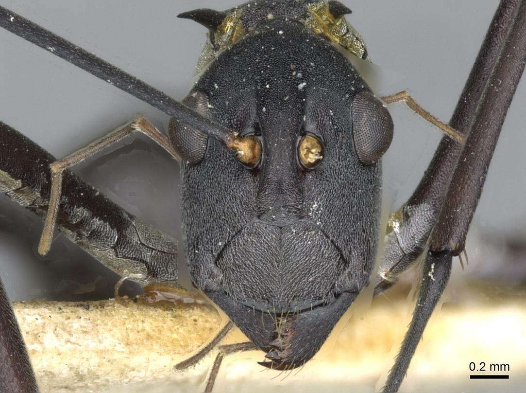 Image of Polyrhachis muelleri Forel 1893