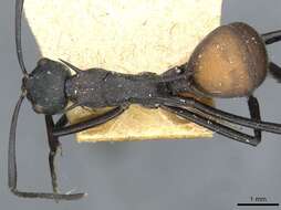 Image of Formicinae