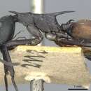 Image of Polyrhachis mutata