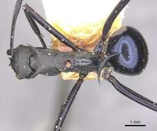 Plancia ëd Polyrhachis chalybea Smith 1857