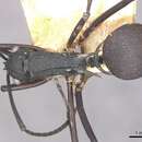 Image of Polyrhachis aspasia Forel 1911