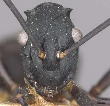 Image of Polyrhachis aspasia Forel 1911
