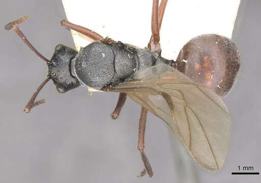 Image de Polyrhachis bicolor Smith 1858