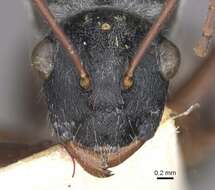 Image of Polyrhachis bicolor Smith 1858