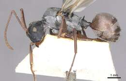 Image of Polyrhachis bicolor Smith 1858