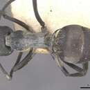 Image of Polyrhachis diotima Forel 1911