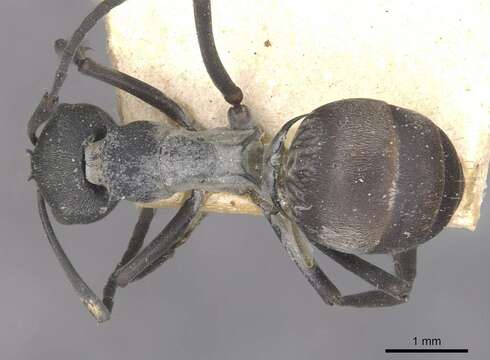 Image of Polyrhachis diotima Forel 1911