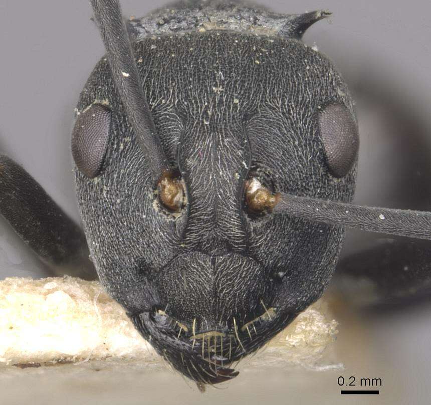 Image of Polyrhachis diotima Forel 1911