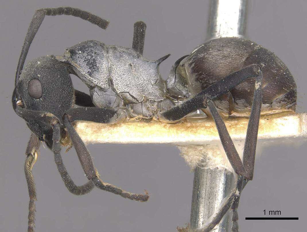 Image of Polyrhachis diotima Forel 1911