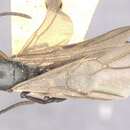 Image of Polyrhachis glykera Forel 1912