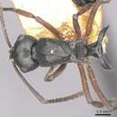 Image of Polyrhachis ridleyi Forel 1912