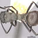 Image de Polyrhachis sophocles Forel 1908