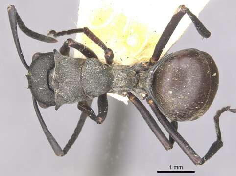 Image of Polyrhachis sophocles Forel 1908