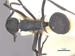 Plancia ëd Polyrhachis xanthippe Forel 1911